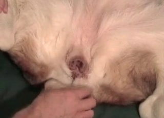 Sexy white doggy is getting anally fucked