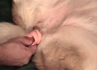 Sexy white doggy is getting anally fucked