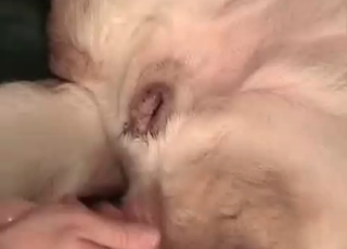 Sexy white doggy is getting anally fucked
