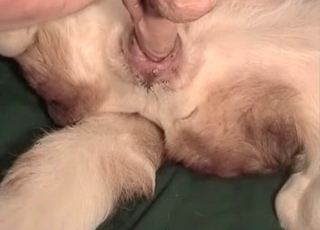 Sexy white doggy is getting anally fucked