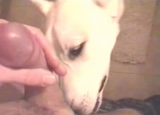 Impressive dog orally fucked by zoofil
