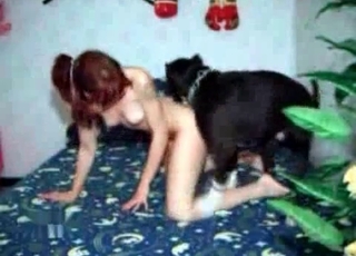 Amazing trained doggy in bestiality XXX