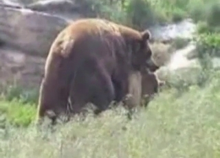 Sexy bears are banging in doggy pose