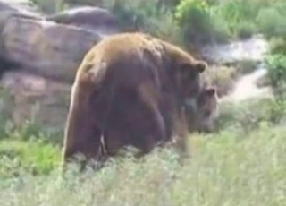 Sexy bears are banging in doggy pose