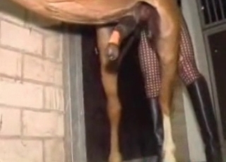 Big stallion dick looks so impressive