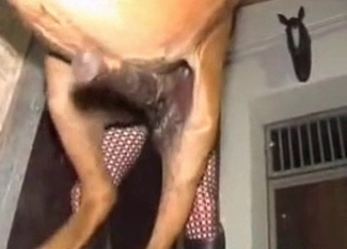 Big stallion dick looks so impressive