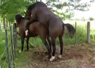 Two stallions are fucking in doggy style
