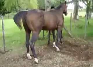 Two stallions are fucking in doggy style