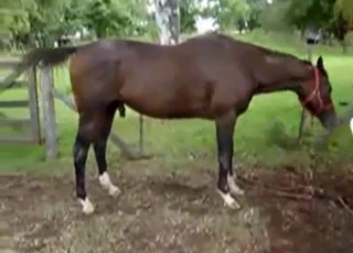 Two stallions are fucking in doggy style