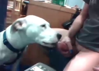 Watch how my doggy is licking my boner