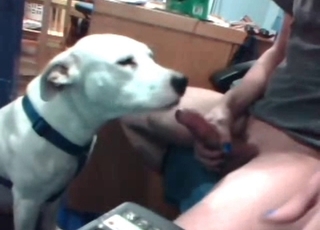 Watch how my doggy is licking my boner