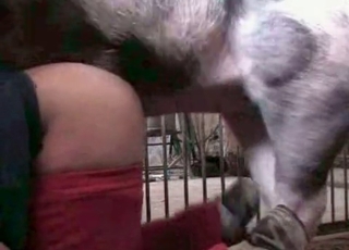 Cute farm animal pounding her wet crack