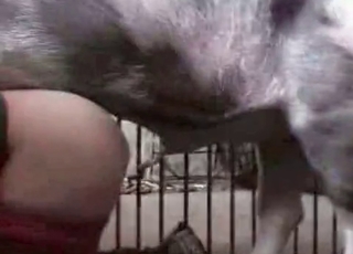 Cute farm animal pounding her wet crack