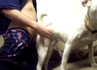 White dog sucking my loaded hard dick