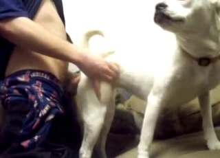 White dog sucking my loaded hard dick