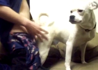 White dog sucking my loaded hard dick