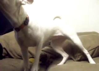 White dog sucking my loaded hard dick