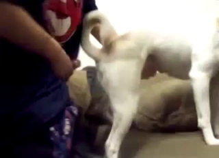 White dog sucking my loaded hard dick