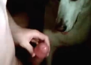 Cute doggy is smelling my loaded boner