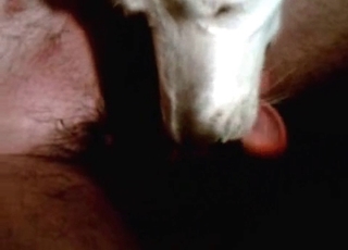 Cute doggy is smelling my loaded boner