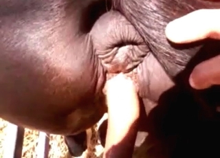 Farm horse fucked hard from behind