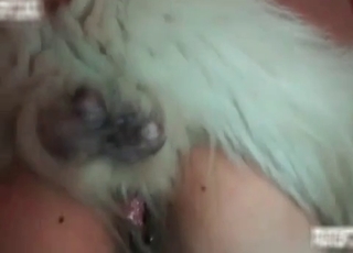 Good dog bestiality action with owner
