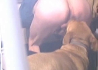 Doggy sniffing and fucking his round ass