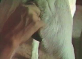 Blonde doggy is enjoying anal stimulation