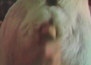 Blonde doggy is enjoying anal stimulation