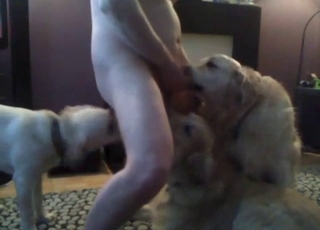 Two dogs are licking and sucking my dick