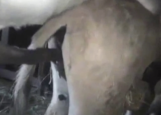Two nice mares are trying hard to fuck