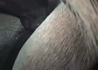 Two nice mares are trying hard to fuck