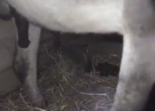 Two nice mares are trying hard to fuck