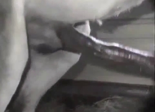 Two nice mares are trying hard to fuck