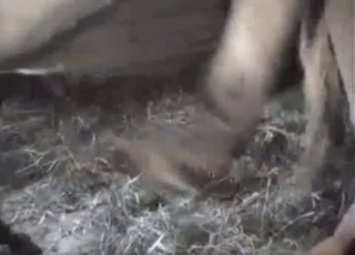 Two nice mares are trying hard to fuck