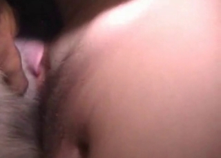 Jerking my hard dick on doggy's face