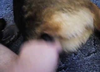 Man is playing with his awesome labrador