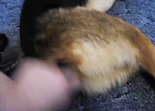 Man is playing with his awesome labrador