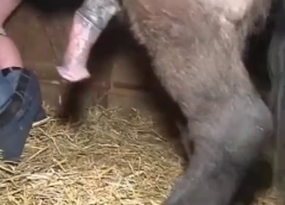 Bitchy chick is trying dirty stallion sex
