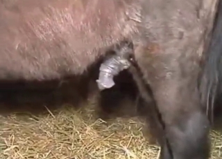 Bitchy chick is trying dirty stallion sex