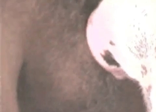 Hot animal nicely fucked from behind