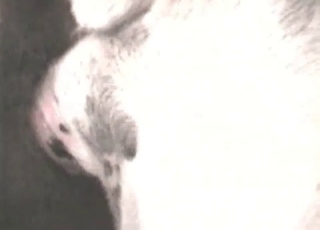 Hot animal nicely fucked from behind