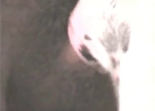 Hot animal nicely fucked from behind