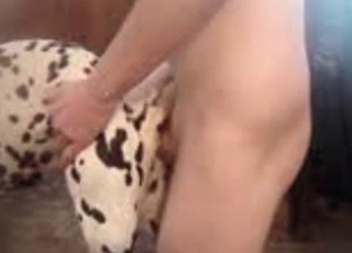 Dalmatian fucked hard from behind on cam