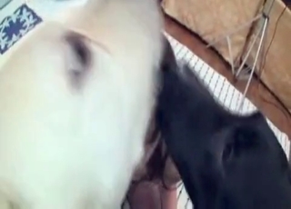 Doggy cumming on the face of a zoofil