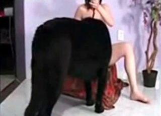 Nasty black dog and brunette zoophile