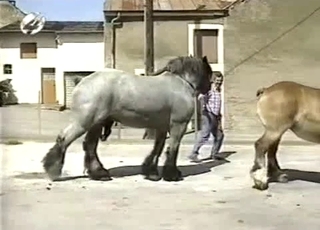 Sexy amateur zoofil and nice pony