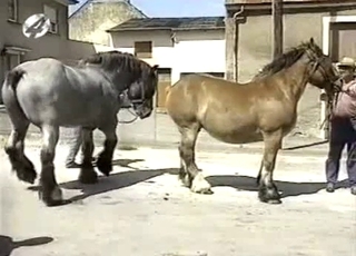 Sexy amateur zoofil and nice pony