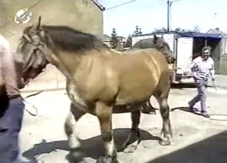 Sexy amateur zoofil and nice pony