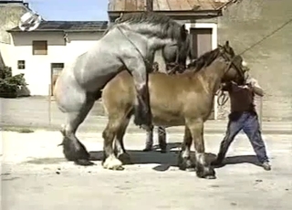 Sexy amateur zoofil and nice pony